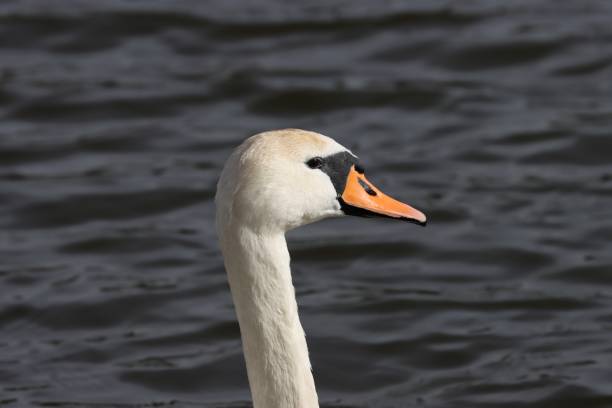 Young 2 year old female swan portraite