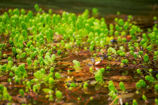 A frog making noise captured with sound vessels, adding its melodic croak to the natural symphony of the outdoor amphibian chorus
