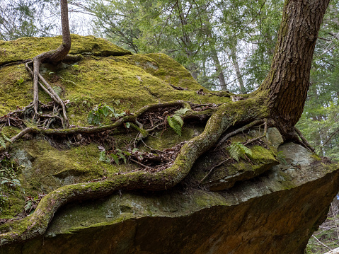 Rock ridge with green vegetation and tree roots crawling on the edge