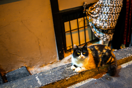 A charming stray cat roams Istanbul's streets, embodying urban independence and street life charm, with adorable curiosity in the city's charming alleys.