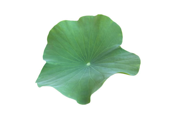 Isolated waterlily or lotus leaf with clipping paths.