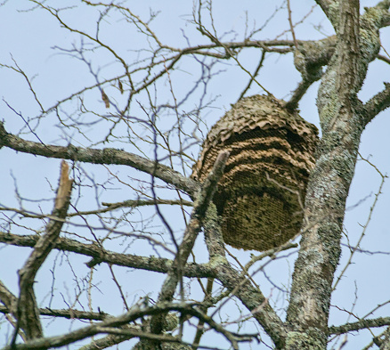 Asian bees the abandoned hive at the top of a tree in a natural park