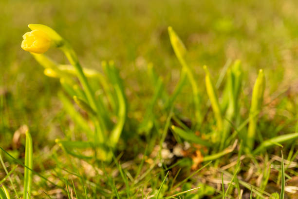 A small yellow flower, a herbaceous plant, is blossoming in the grassy meadow, adding to the natural landscape of terrestrial plants and groundcover