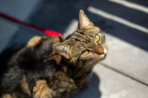 istock Brown and grey cat looking up with golden eyes 2130570048
