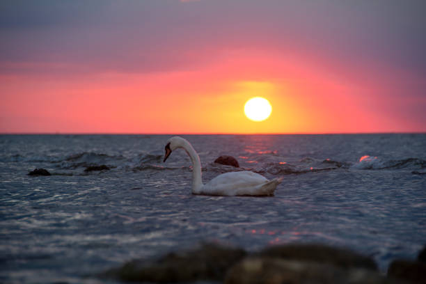 A white swan swims in the water in a sea at sunset, with sun