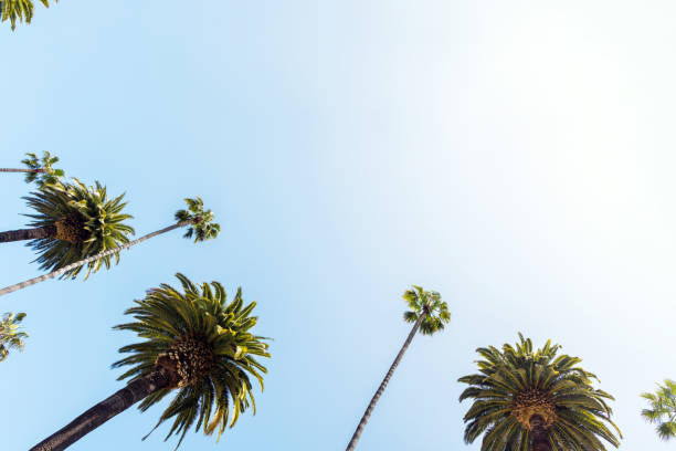 istock A perfect summer day and tall palms 2130570064