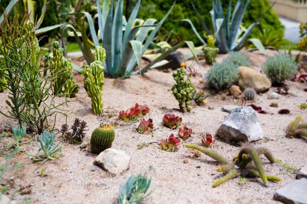 Cactus and succulents in sand