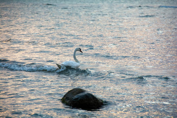 Swan on Lake Lucerne Switzerland