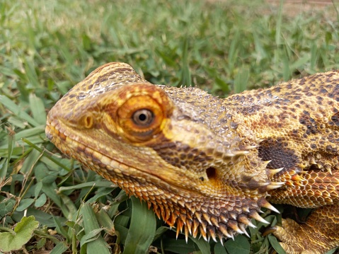 Head of a reptil close-up