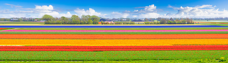 Tulip Field near Petten, Netherlands