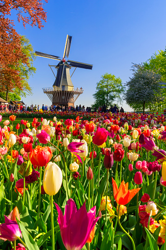 Colourful tulips in front of a Dutch windmill near Lisse, Netherlands