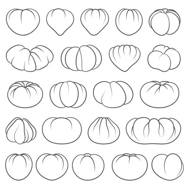 Vector illustration of Set of black and white illustrations with tomatoes. Isolated vector objects.