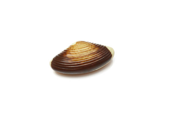 istock Chocolate praline shaped like seashell isolated on white background 2130617885