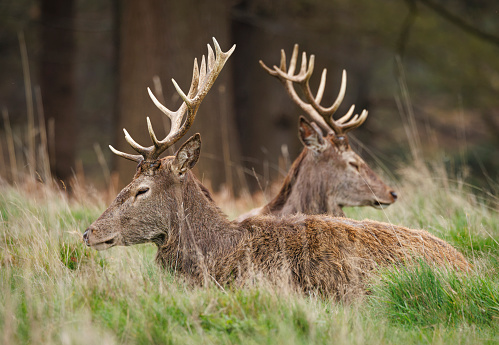 Two Red deer resting in grass and trees