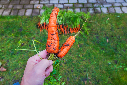 Close-up view of a man's hand holding picked carrots from a garden bed. Sweden.