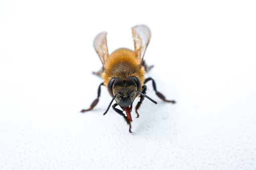 Macro photo of a bee collecting pollen from flowers.  Collector insect.  Pollen collecting bees.