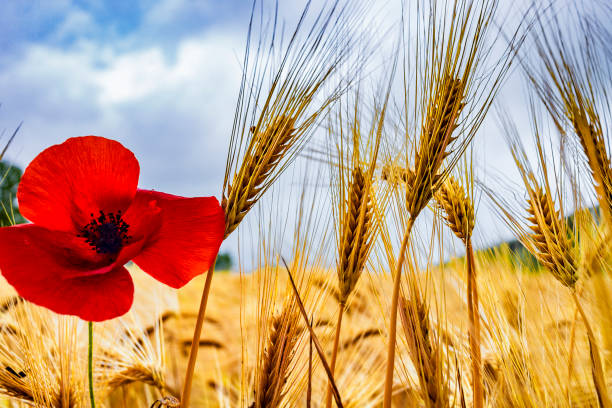 Amelia, Umbria, Italy:A poppy in the wheat field