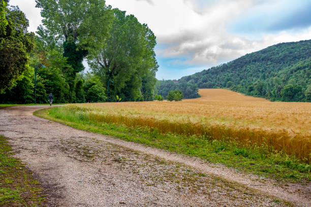 Amelia, Terni, Umbria, Italy:\nWheat fields on the Rio Grande Valley in Amelia