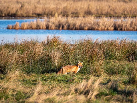 Red fox in the lagoon landscape of Mecklenburg-Western Pomerania