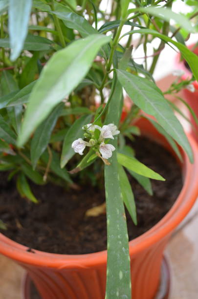 Justicia is a genus of flowering plants in the family Acanthaceae. They are evergreen perennials and shrubs with leaves which are often strongly veined.Cultivated for their showy flowers.sukh shanti. Beautiful flowers. Inflorescence. justicia es un género de plantas con flores perteneciente a la familia acanthaceae. son plantas perennes de hoja perenne y arbustos con hojas que a menudo están fuertemente veteadas. cultivado por sus vistosas flores.sukh shanti. hermosas flores. inflore
