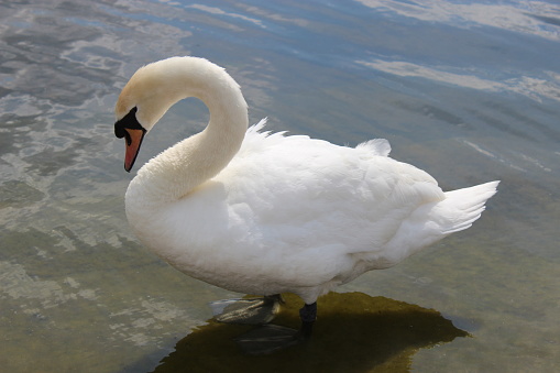 Swan standing in the water