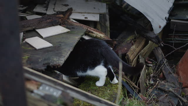 Pet cat exploring junkyard. Animal on abandoned property outside