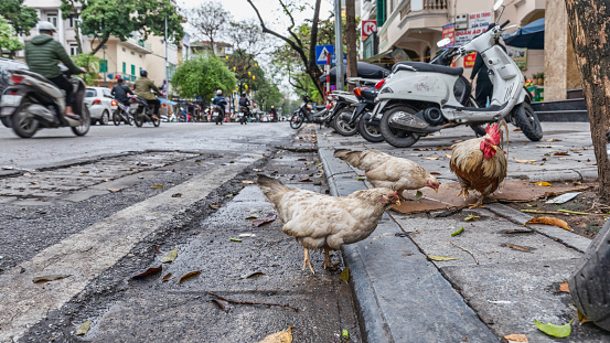 Rooster and two chickens walk freely on the street in the center of Hanoi, Vietnam