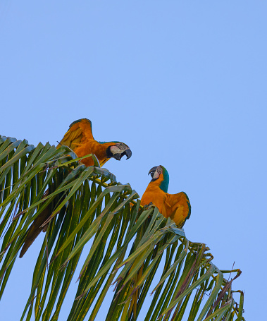 A pair of wild Blue and Yellow Macaw, Ara ararauna, aka Blue and Gold Macaw, in a Palm Tree looking as though they're having an altercation as one squawks in the other's face. Photographed in Trinidad, where they were reintroduced between 1999 and 2003, after being almost extirpated in the 1970s.