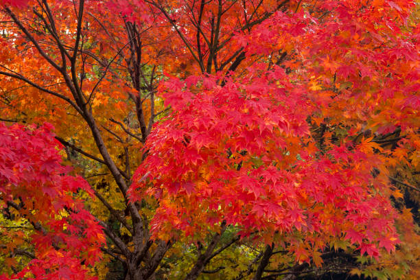 żywe jesienne kolory klonów japońskich jesienią - claudia zdjęcia i obrazy z banku zdjęć