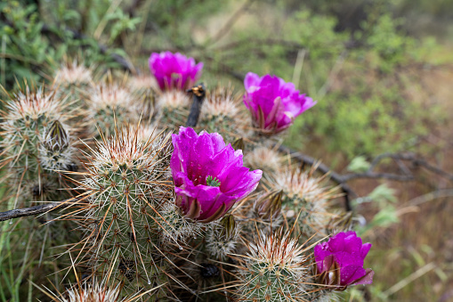Saguaro Cactus Flowers  