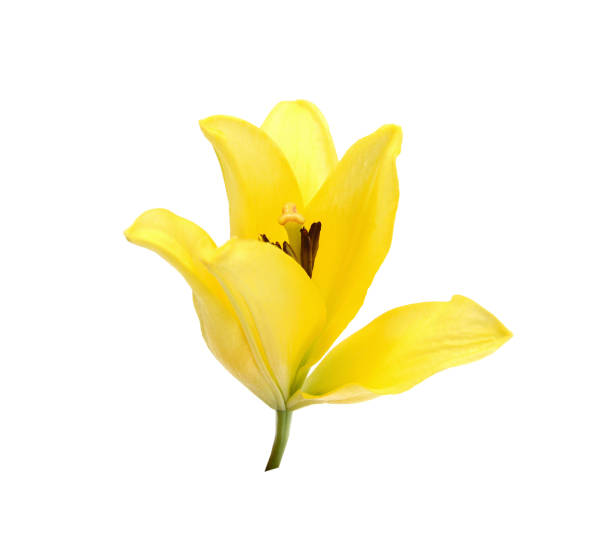 istock Beautiful Yellow Lily flower isolate on white 2130691420