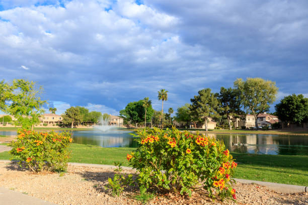 Arizona early spring bloom of dwarf Sparky Tecoma shrubs at north lake shore of Dos Lagos park in city of Glendale