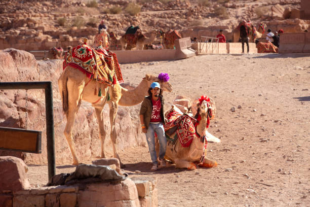 Resting camels waiting for tourists in the archeological site of Petra, Jordan. High quality photo