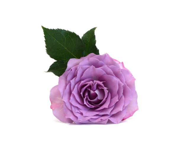 Rose is a perennial flowering plant, which can be erect shrub, climbing or trailing with stems that often have sharp prickles. Flowers vary in size and shape with colors ranging from white, yellow, purple, orange, pink to red. The blooming time is from early summer to fall.