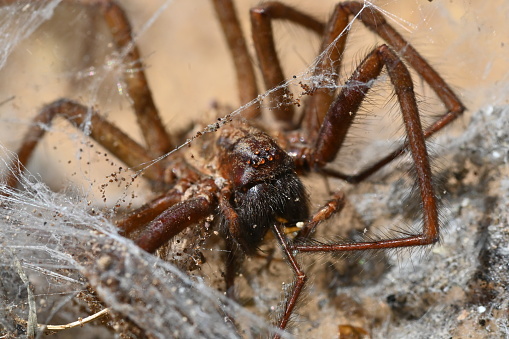 Macro of a Giant House Spider in a web