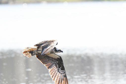 A bird flying over water, about to land on the ground