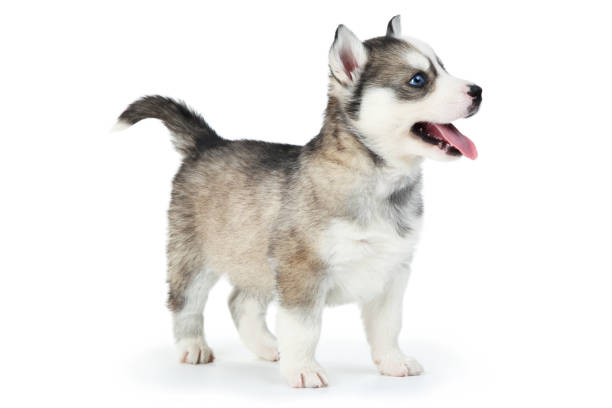istock Husky puppy isolated on white background 2130734808