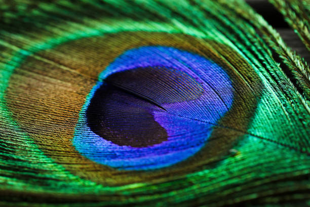 Background of beautiful peacock feather