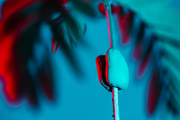 A tamarind seed sprouts its trademark unique leafy foliage.  Studio shot with abstract colored lighting to add visual intrigue and interest.  Growth art concept.