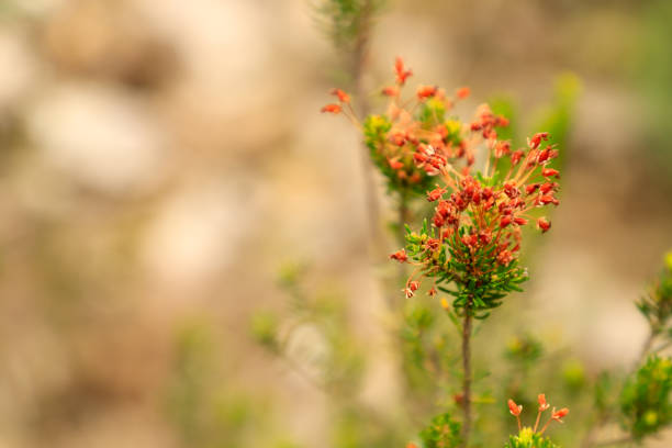 Different types of mediterranean plants flowering in mediterranean nature
