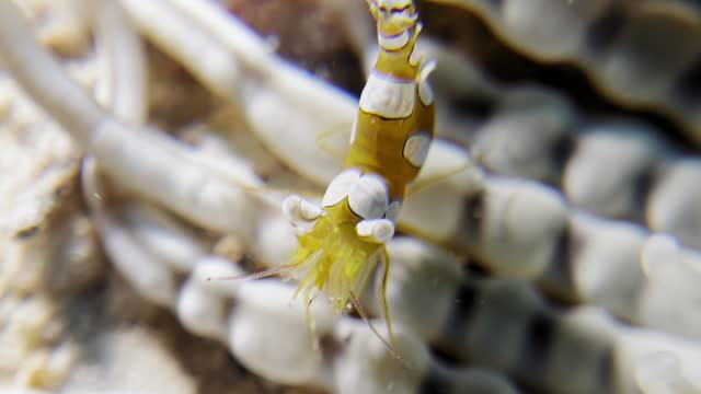 Close-up of a colorful anemone shrimp in Palawan, Busuanga, natural marine life, underwater view