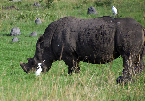 An adult white rhino with white egrets in a nature reserve in Zimbabwe