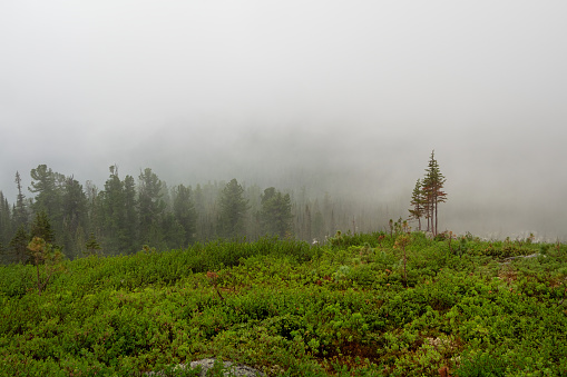 Atmospheric landscape with coniferous trees in low clouds in rainy weather. Dense fog in morning green forest under grey cloudy sky in rain. Mysterious scenery with coniferous forest in thick fog.