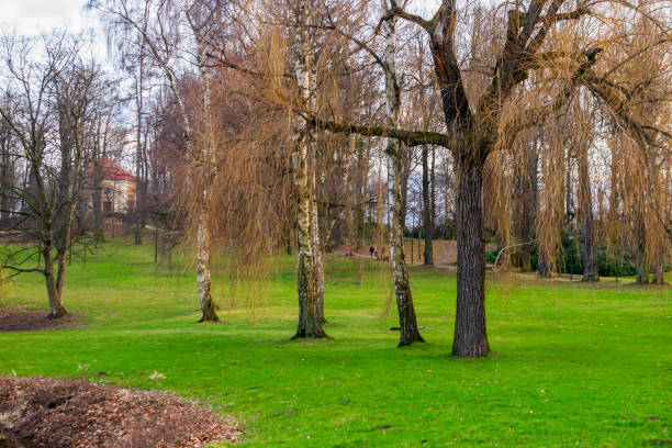 trees in the park without leaves