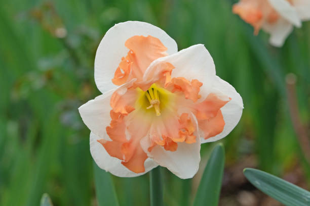 istock Cream and orange split cupped or split corona, Narcissus daffodil, Sunny Girlfriend in flower. 2130795908