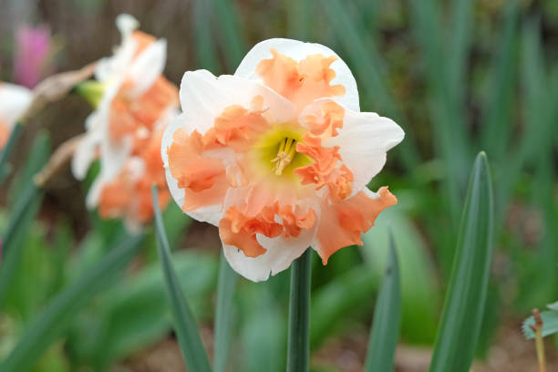 istock Cream and orange split cupped or split corona, Narcissus daffodil, Sunny Girlfriend in flower. 2130796418