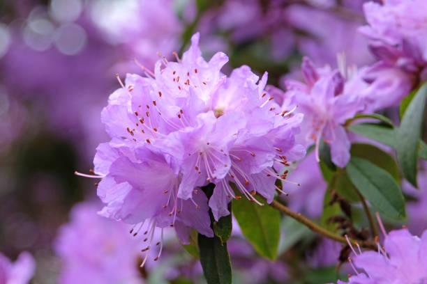 Purple Rhododendron Hydon Amethyst in flower.