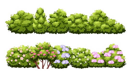 Cartoon green hedge. Decorative bush borders isolated on white background, garden flowering plants, beautiful roses and lilacs, beautiful shrubby trees, summertime park botanical decor, vector concept