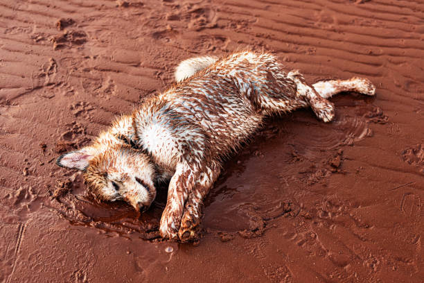 A malamute puppy enjoys being covered in wet sand.