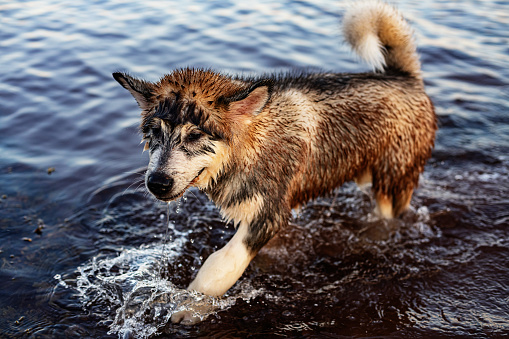 A malamute puppy has fun at the beach in shallow water.